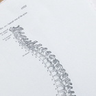 24 Vertebrae